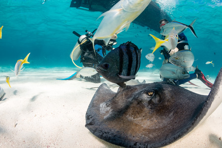 Tropical fish and stingrays swarm around divers on the sea floor
