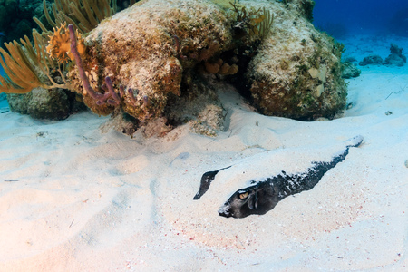 Stingray hiding in the sandの写真素材