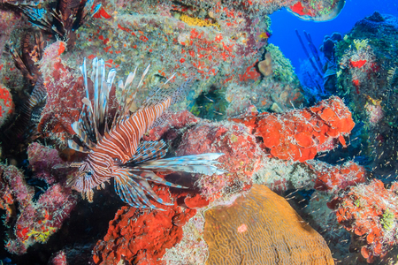 Colorful Lionfish on a tropical coral reefの写真素材