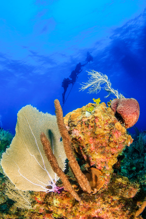 SCUBA divers ascending from a deep, color coral reefの写真素材
