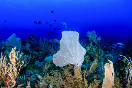 Large purple seafan on a tropical coral reefの写真素材