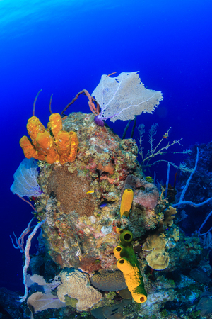 A deep, colorful tropical coral pinnacleの写真素材