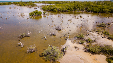Petrified trees in a coastal mangrove forest in a tropical locationの写真素材