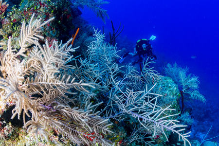 SCUBA diver exploring a deep, coral wall in clear waterの写真素材