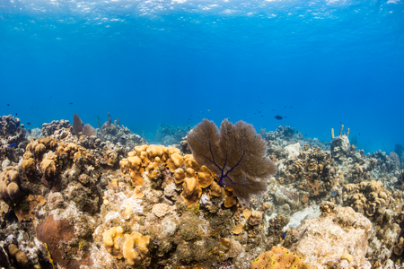 Colorful Tropical Coral Reefの写真素材