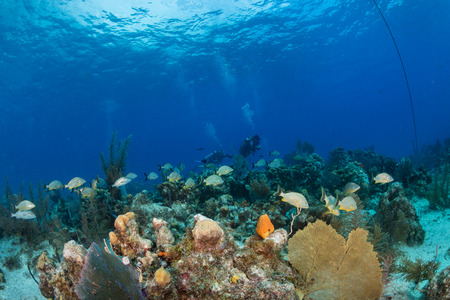 Tropical fish and SCUBA divers on a tropical coral reef