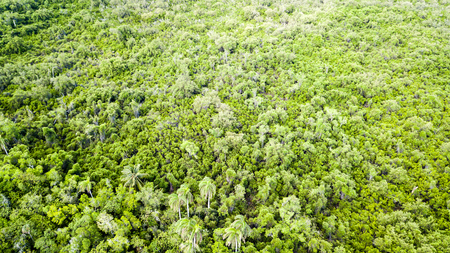 Aerial view of an unbroken tree canopy in a tropical forestの写真素材