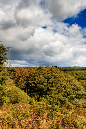Trees starting to display autumnal colouringの写真素材
