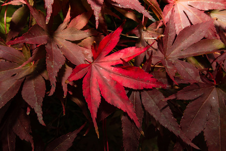 Red autumn leavesの写真素材