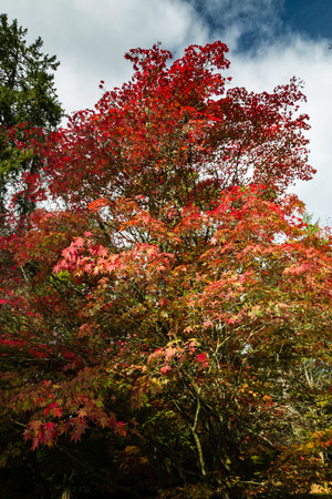 Brightly colored autumn treesの写真素材