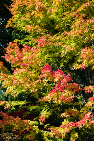 Brightly colored trees in the fallの写真素材