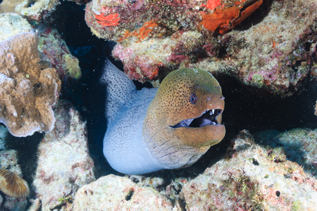 A  Giant Moray Eel in a hole