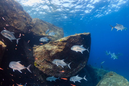 Trevally hunting on a coral reef