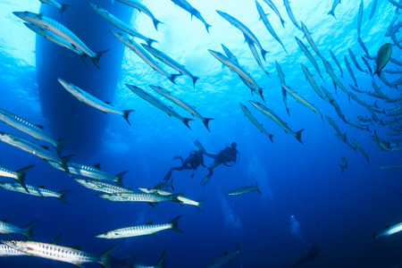 SCUBA divers and Barracuda in the oceanの写真素材