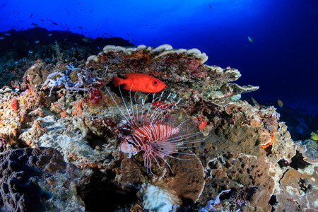 Lionfish on a coral reef