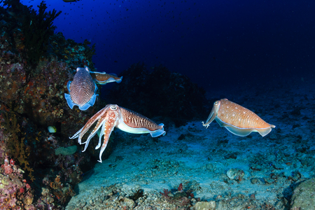 A family of Cuttlefish on a coral reefの素材 [FY31095146244]