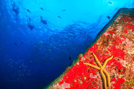 A starfish on a colorful tropical coral reef with overhead SCUBA divers in silhouetteの写真素材