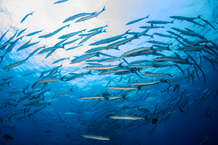 Barracuda tornado in blue waterの写真素材