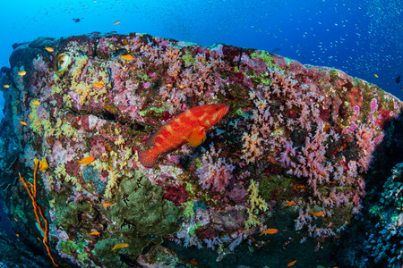 Colorful tropical fish on a healthy coral reef in Asia