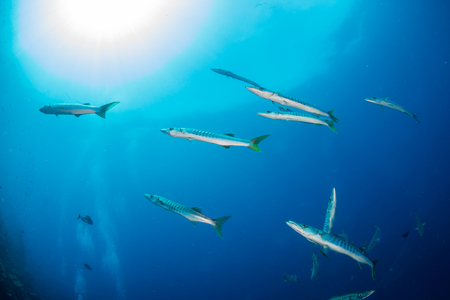 A small school of Barracuda on a tropical coral reefの写真素材