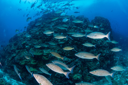 Long nose Emperor and Trevally hunting on a tropical coral reef