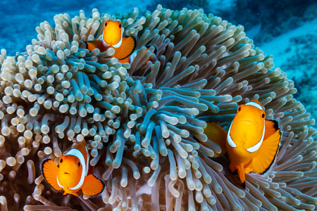 A family of cute Clownfish in their home on a tropical coral reef#