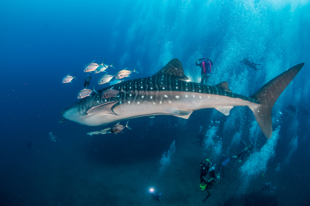 A large Whale Shark is surrounded by SCUBA divers as it swims along a tropical coral reef in Thailandの写真素材
