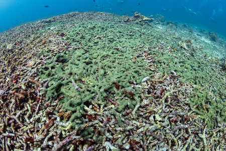 Dead, bleached coral reef covered in green algae.  Rising sea temperatures and climate change are destroying tropical reefs worldwideの写真素材