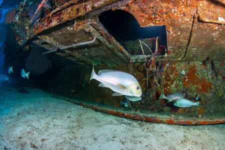 Large fish swim around an old underwater shipwreck
