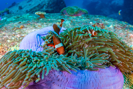 Beautiful Clownfish on a tropical coral reefの写真素材