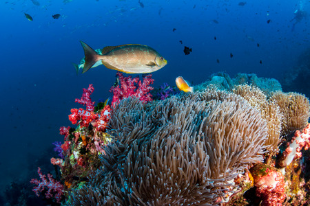 Colorful tropical fish swim around a healthy, thriving coral reefの写真素材