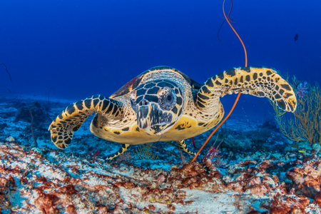 Hawksbill Sea Turtle investigating the camera on a tropical coral reefの写真素材
