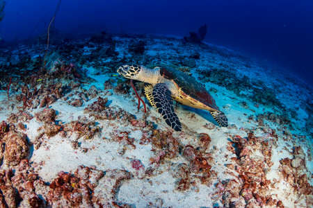Hawksbill Sea Turtle feeding on a tropical coral reefの写真素材