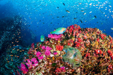 Beautiful, colorful, healthy tropical coral reefの写真素材