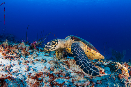 Hawksbill Sea Turtle feeding on a tropical coral reefの写真素材