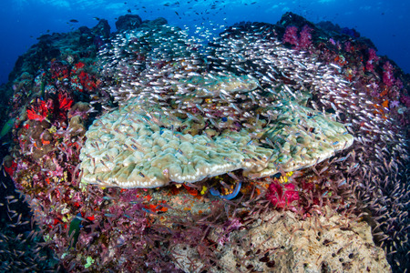 Colorful, healthy tropical coral reefの写真素材