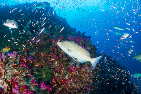 Long nosed Emperor hunting on a tropical coral reef