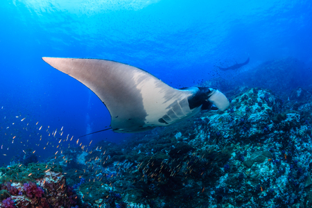 Multiple huge Oceanic Manta Rays swimming over a tropical coral reefの写真素材