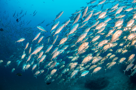 A huge school of fish in blue water above a tropical coral reefの写真素材