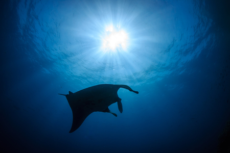 Silhouette of a huge Oceanic Manta Ray swimming in a clear, blue tropical oceanの写真素材
