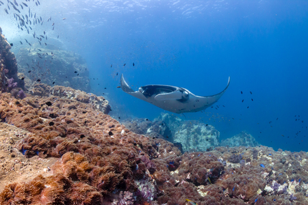 Multiple huge Oceanic Manta Rays swimming over a tropical coral reefの写真素材