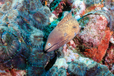 Curious Moray Eel hiding in a hole on a tropical coral reefの写真素材