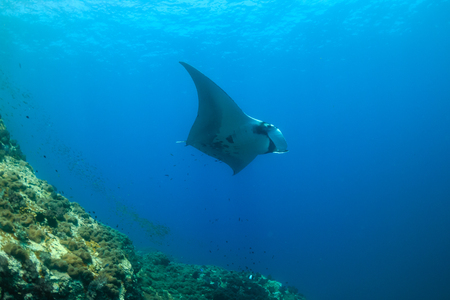 Majestic Oceanic Manta Ray swimming in a clear, blue oceanの写真素材