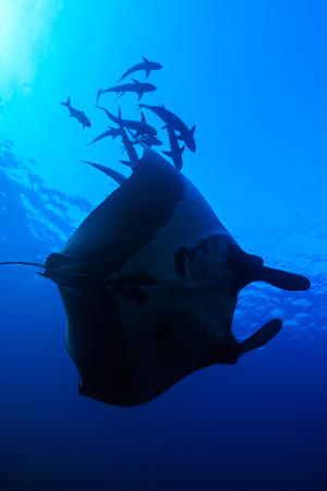 Silhouette of a huge Oceanic Manta Ray swimming in a clear, blue tropical oceanの写真素材