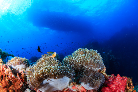 Skunk Clownfish on a tropical coral reef with a boat overhead