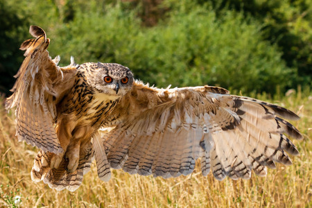Beautiful european Eagle Owl landing in a dry, yellow meadowの写真素材