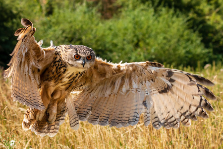 Beautiful european Eagle Owl landing in a dry, yellow meadowの素材 [FY310105194659]