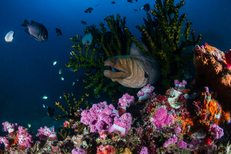 Giant Moray Eel hiding amongst hard coral on a tropical reefの写真素材