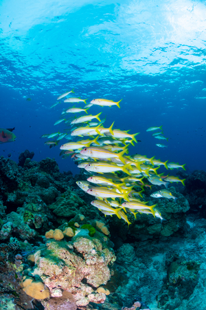 A shoal of colorful Snapper above corals on a tropical reefの写真素材