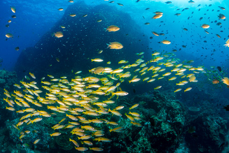 Large school of Snapper on a dark tropical coral reef